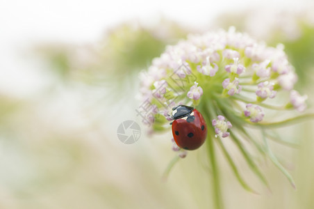 红甲虫开花春天高清图片