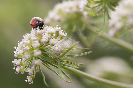 科西奇白花上的红鸟 科西尼拉幼虫漏洞昆虫七星甲虫环境植物群宏观绿色生物学季节背景