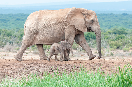 大象小象大象在母亲旁边行走高清图片