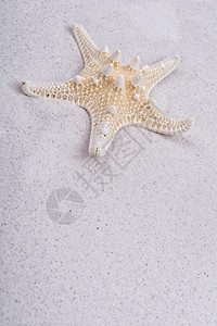 沙原上的白海星灰色婚礼海星热带星星墙纸背景图片