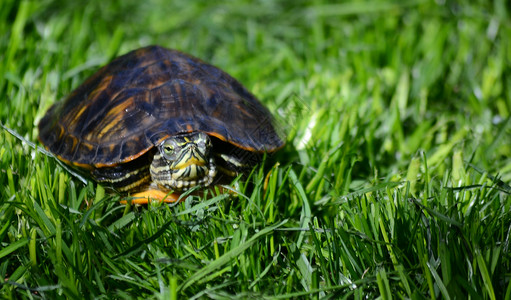绿草的海龟生活龟成高清图片
