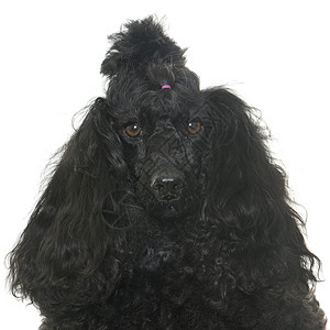 演播室里的小狗动物标准卷曲宠物黑色头发工作室背景图片
