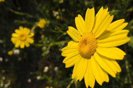 盛开的黄色花朵宏观季节花瓣草地背景图片
