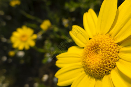 盛开的黄色花朵季节草地花瓣宏观背景图片