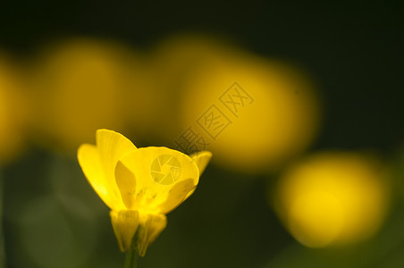 盛开的黄色花朵宏观季节花瓣草地背景图片