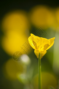 盛开的黄色花朵花瓣宏观草地季节背景图片
