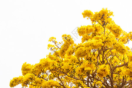 春时在白天空背景上 紧贴黄色的花朵开花高清图片