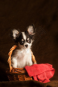吉娃娃犬可爱的迷人的高清图片