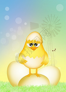 鸡蛋里的小鸡翅膀食物巧克力明信片庆典农场插图背景图片