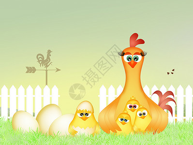 在巢中的母鸡婚礼农场明信片动物庆典夫妻翅膀小鸡婚姻插图背景图片