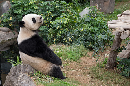 成都七中野生动物中的可爱巨型熊猫旅行动物园黑色素荒野黑色旅游大熊猫游客白色竹子背景