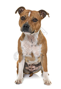 戈尔乔棕色的小猎犬高清图片