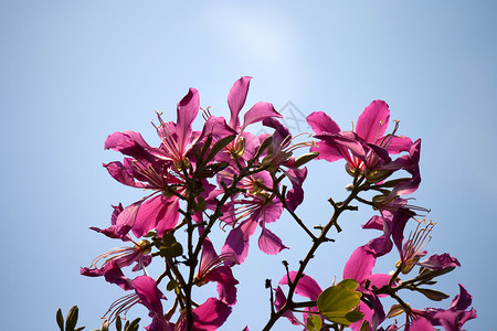 布莱克特开花绿色的高清图片