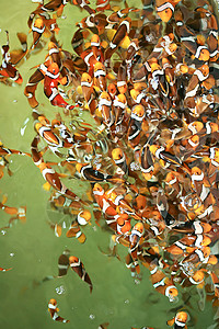 鱼纹的素材蚂蚁鱼 鱼 尼莫毛虫养鱼场小丑橙子背景总动员纹理地表鱼纹海洋背景