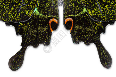 蝴蝶翅膀绿色昆虫红色宏观背景图片