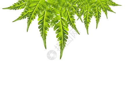 绿叶框架植物群植物学叶子植物绿色白色宏观背景图片