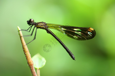 黑动物翅膀昆虫荒野生活黑色蜻蜓环境休息宏观背景图片