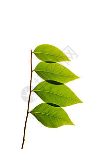 白色背景上孤立的绿树叶生长幼苗植物绿色生活树干背景图片