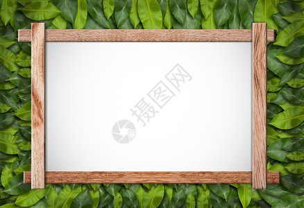 绿叶框架植物绿色白色植物学宏观植物群背景图片