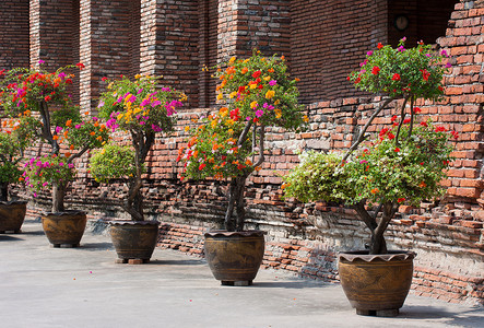 砖墙壁背景上的Jardiniere背景图片