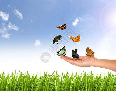 手和自然背景上的蝴蝶背景图片