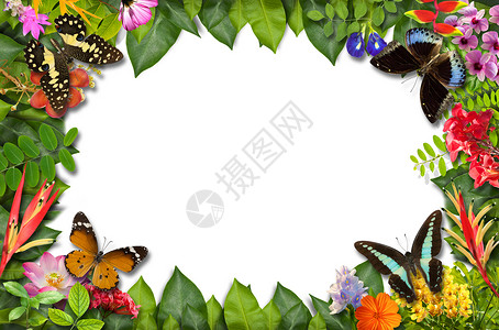 具有花绿叶背景的自然边框花瓣兰花植物绿色热带白色叶子萼片蝴蝶边界背景图片