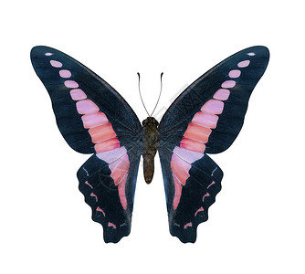 褐蝴蝶和红蝴蝶海波利姆纳斯蒙提罗尼斯高清图片
