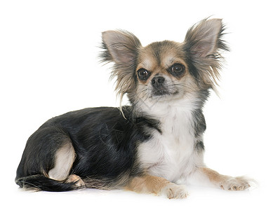 工作室中的吉华花三色小狗成人宠物动物灰色背景图片
