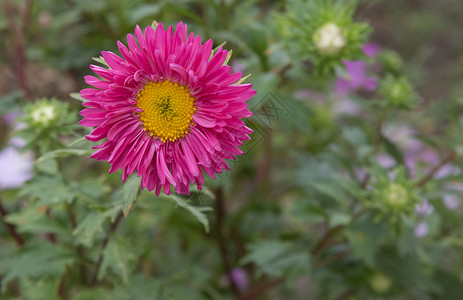 黛丝花花雏菊花花朵植物背景图片