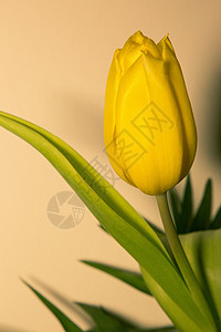 郁金花花朵黄色郁金香背景图片