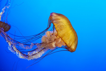 温哥华水族馆加拿大深的高清图片