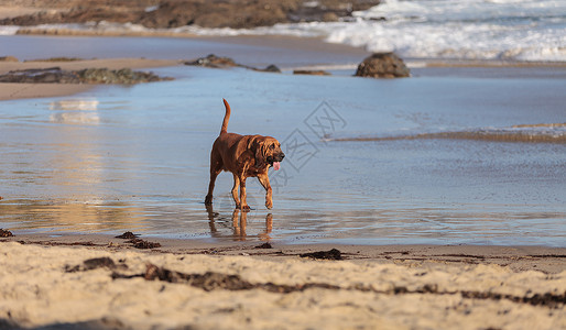 狗血狗跑毛皮犬类活力海洋跑步乐趣海滩高清图片