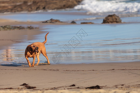 狗血狗跑活力乐趣犬类海洋毛皮海滩跑步高清图片