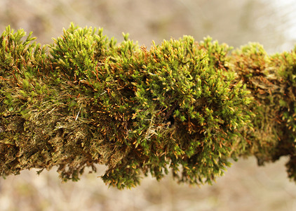 底裤苔藓草本绿苔(Breyophyta)生长在混合森林的树枝上背景