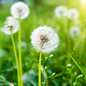 绿草坪上的白花朵太阳晴天植物学杂草场地柔软度植物群植物种子生长背景图片