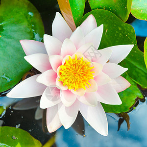 白花水李花季节水池花园反射植物群池塘花瓣叶子热带软垫背景图片