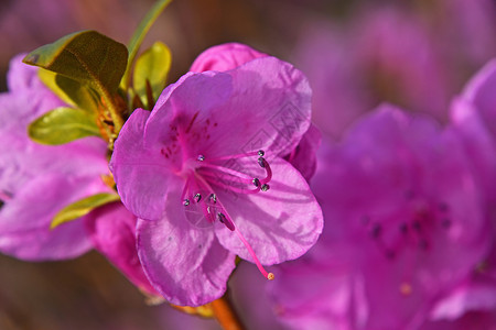 紫彩花紧贴花瓣紫色绿色粉色背景图片