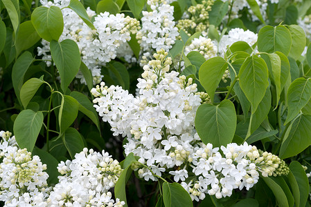 美丽的白银色花朵室外活力季节植物太阳紫丁香柔软度花园衬套枝条白色背景图片