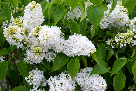 美丽的白银色花朵室外柔软度枝条太阳花园衬套活力脆弱性季节绿色植物背景图片