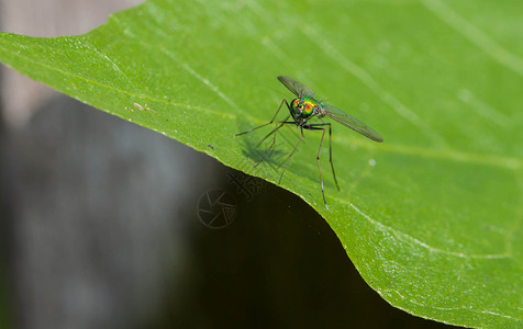 长腿飞利在绿叶上漏洞微距摄影叶子宏观绿色背景图片