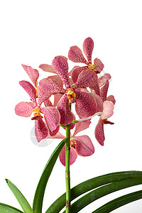 兰花花花头自然花卉植物红色花瓣粉色静物紫色热带背景图片