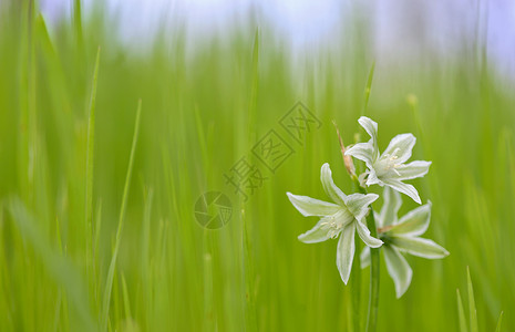 伯利恒花朵的钻珠星背景图片