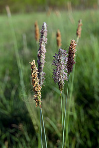 萨莫西提摩西草植物稻草干草荒野场地草坪季节生长植物群气室背景