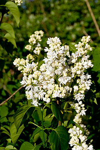 白银色花瓣花园礼物植物学衬套白色紫丁香宏观枝条园艺背景图片