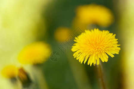 绿色背景的黄色花环雌蕊植物太阳活力橙子部门场地花瓣自由草地背景图片