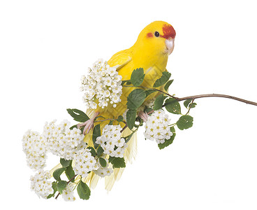 红面的Kakariki鹦鹉宠物红色虎皮工作室黄色背景图片