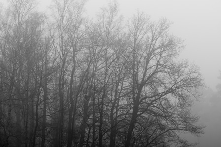雾中灰色树状背景图片