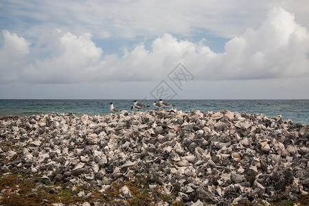 背景 自然 贝壳 白色 特写 物体 食物 海 夏天 图像 旅行 牡蛎 摄影 气候 沙子 热带 海滩 生活 有机 贝类 材料 照片背景图片