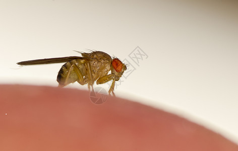小苍蝇自然黑腹动物高清图片