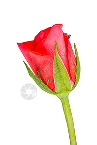 白色背景的红玫瑰绿色紫色花束植物花瓣郁金香花朵红色活力背景图片